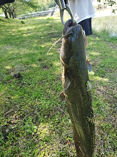 ナマズの釣果