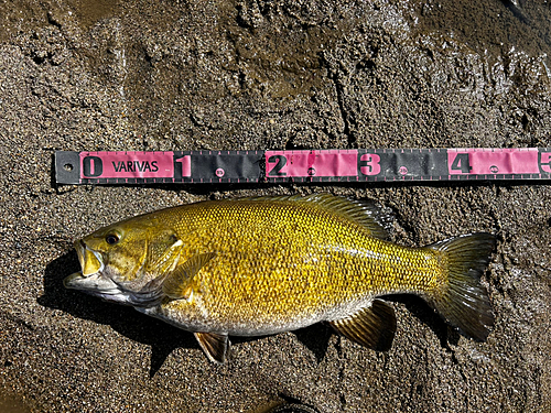 スモールマウスバスの釣果