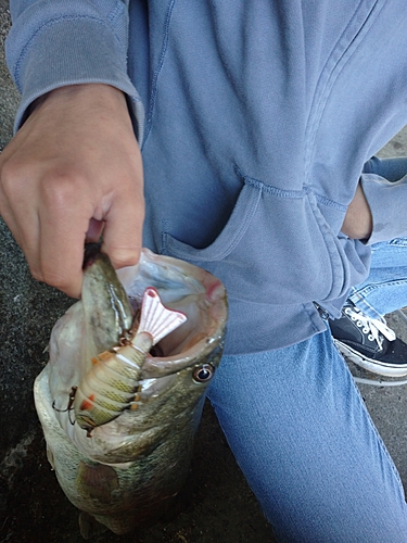 ブラックバスの釣果