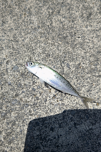 サバの釣果