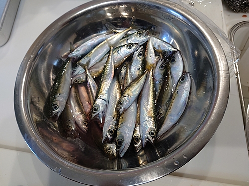 サバの釣果