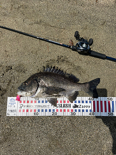 チヌの釣果