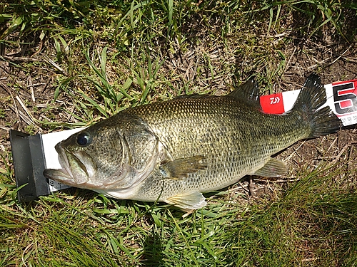 ライギョの釣果