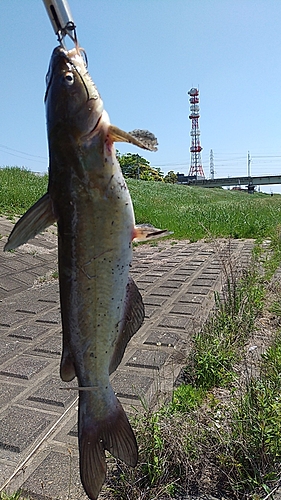 アメリカナマズの釣果