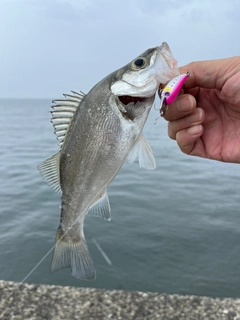 セイゴ（マルスズキ）の釣果