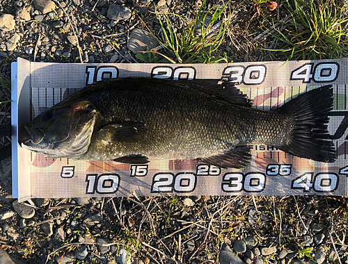 スモールマウスバスの釣果