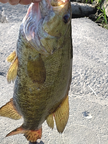 スモールマウスバスの釣果