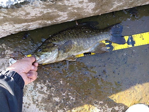 スモールマウスバスの釣果