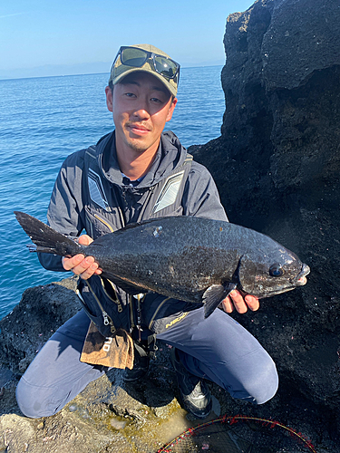 メジナの釣果