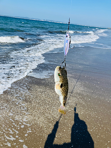 エイの釣果