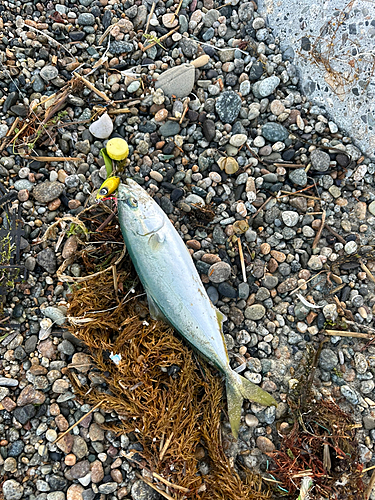 イナダの釣果