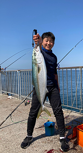 メジロの釣果