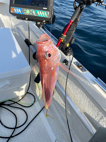 イトヨリダイの釣果