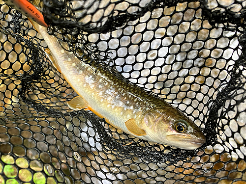 イワナの釣果