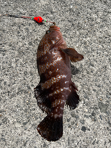 アコウの釣果