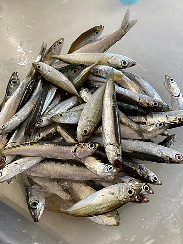 イワシの釣果