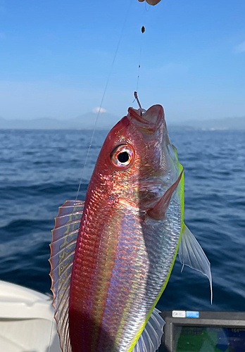 イトヨリダイの釣果