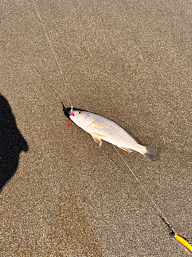 イシモチの釣果