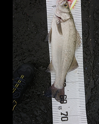 ヒラスズキの釣果