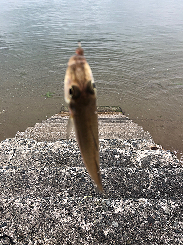 シロギスの釣果