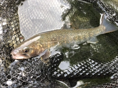 ニッコウイワナの釣果