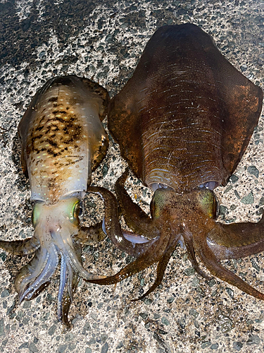 アオリイカの釣果