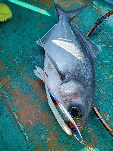 メダイの釣果