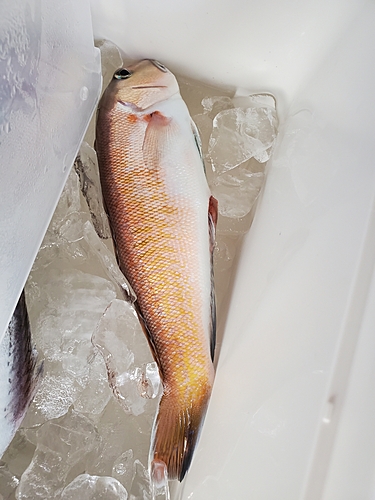 シロアマダイの釣果