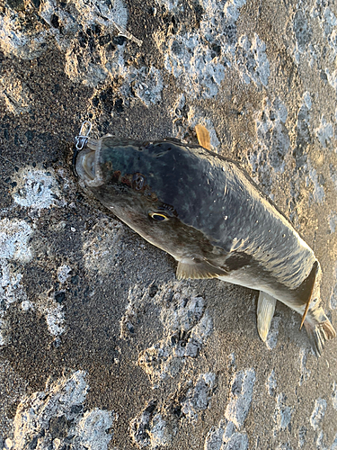 フグの釣果