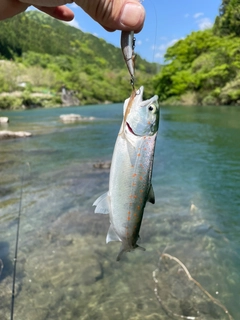 アマゴの釣果