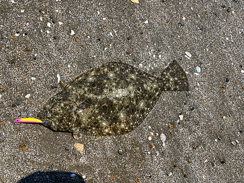 ヒラメの釣果