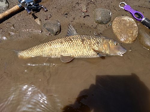 ニゴイの釣果