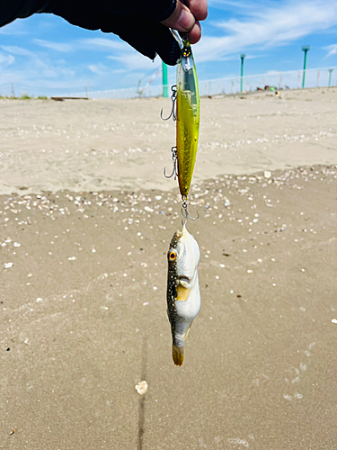 フグの釣果