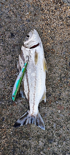 コトヒキの釣果