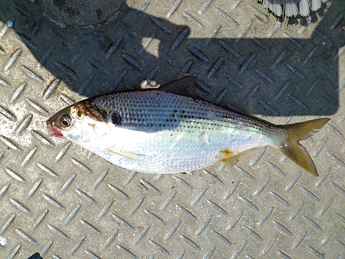 コノシロの釣果