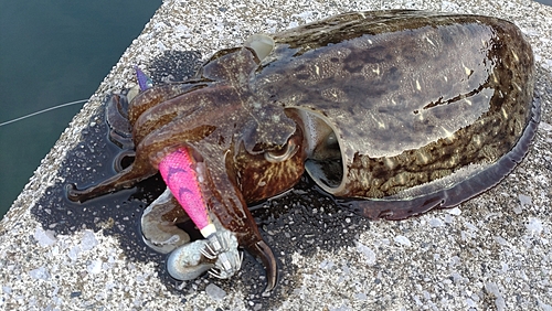 モンゴウイカの釣果