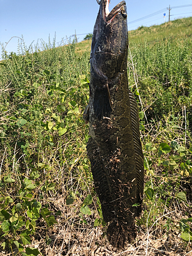 ライギョの釣果