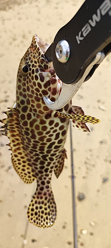 カンモンハタの釣果