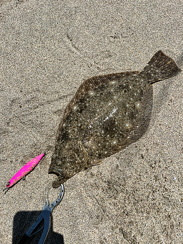 ヒラメの釣果