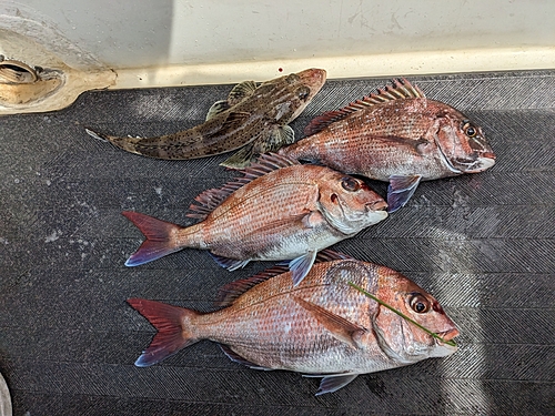 マダイの釣果