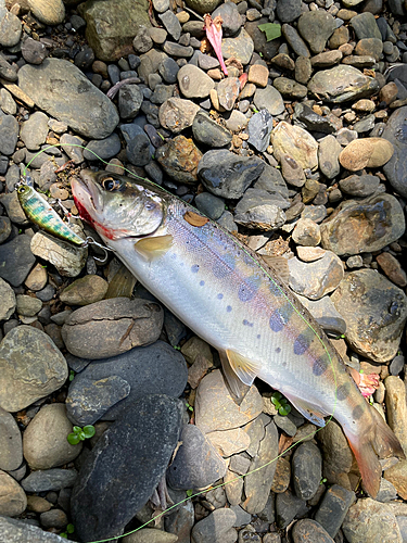 ヤマメの釣果