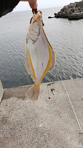 カレイの釣果