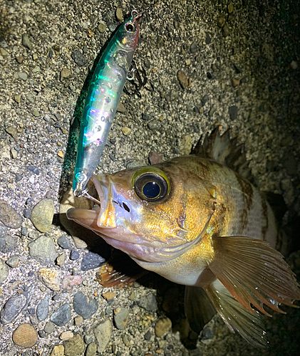 シロメバルの釣果