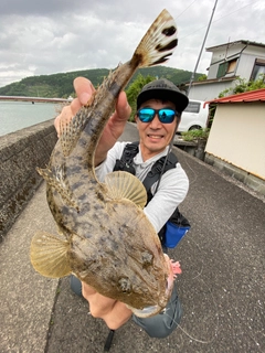 マゴチの釣果