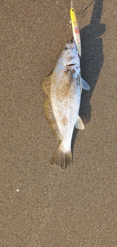 イシモチの釣果