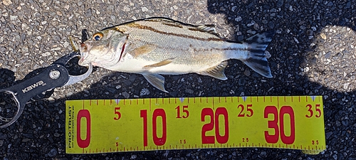 コトヒキの釣果