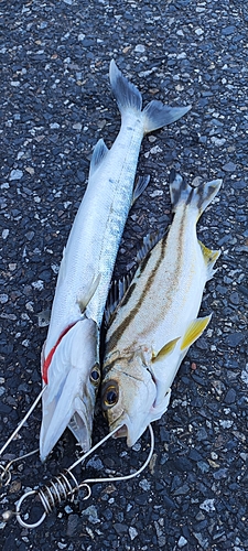 カマスの釣果