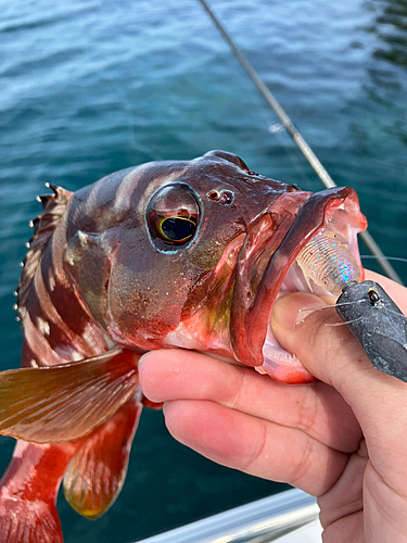 アカハタの釣果