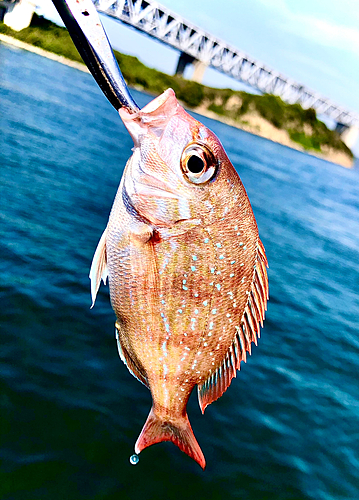 チャリコの釣果