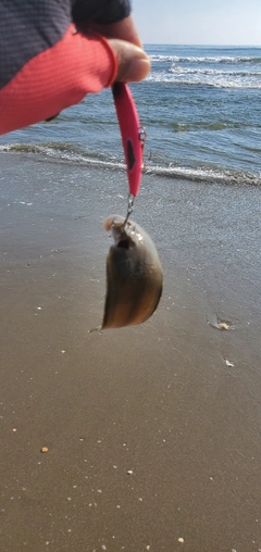 シタビラメの釣果